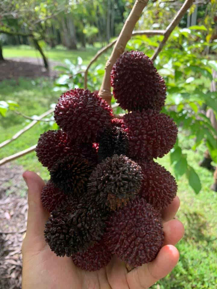 Best Pulasan Fruit Live Plants