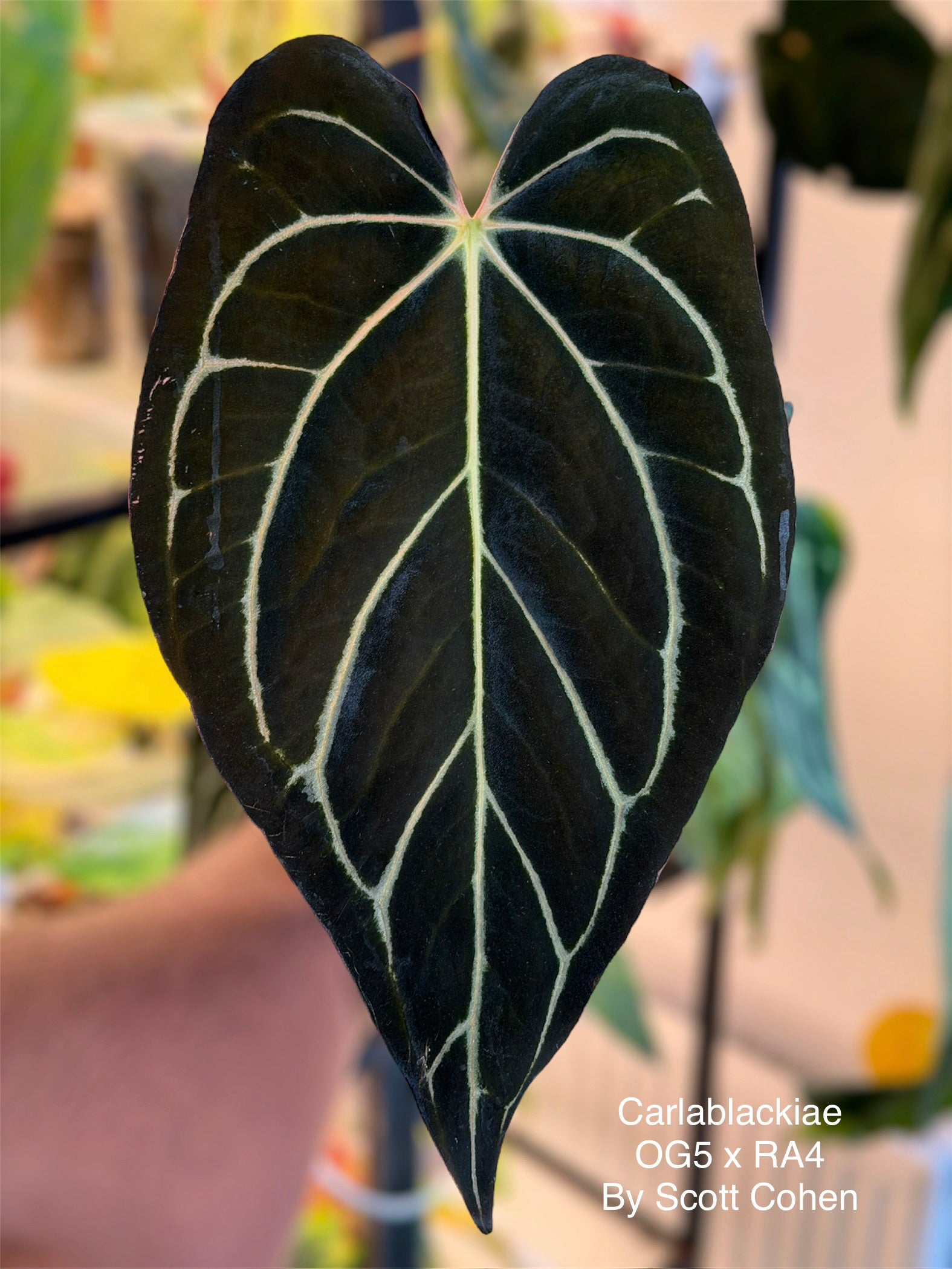 anthurium caycee Anthurium Carlablackiae × (D&H × RVC) – HappiestPlants