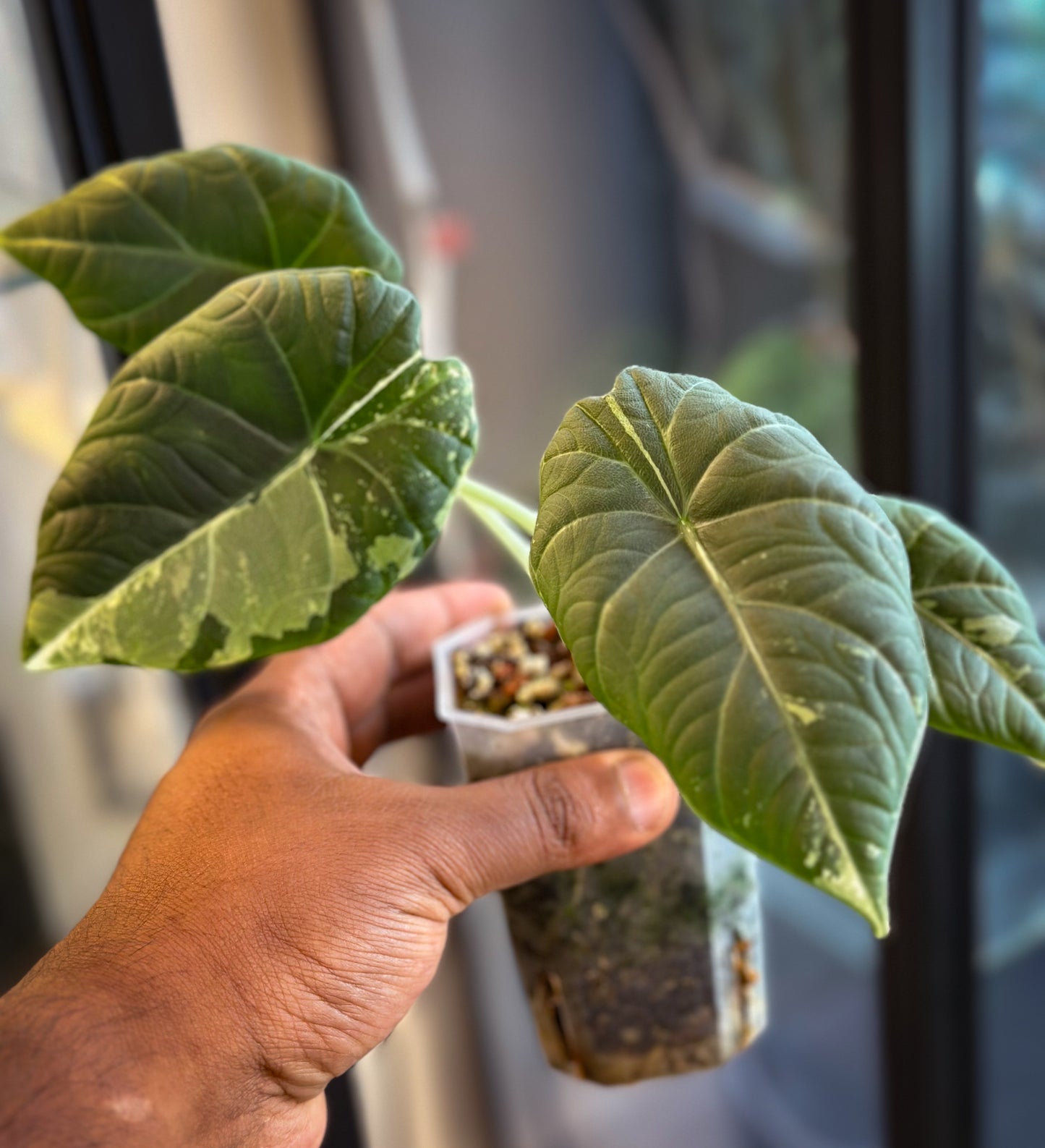 Alocasia Maharani Variegated