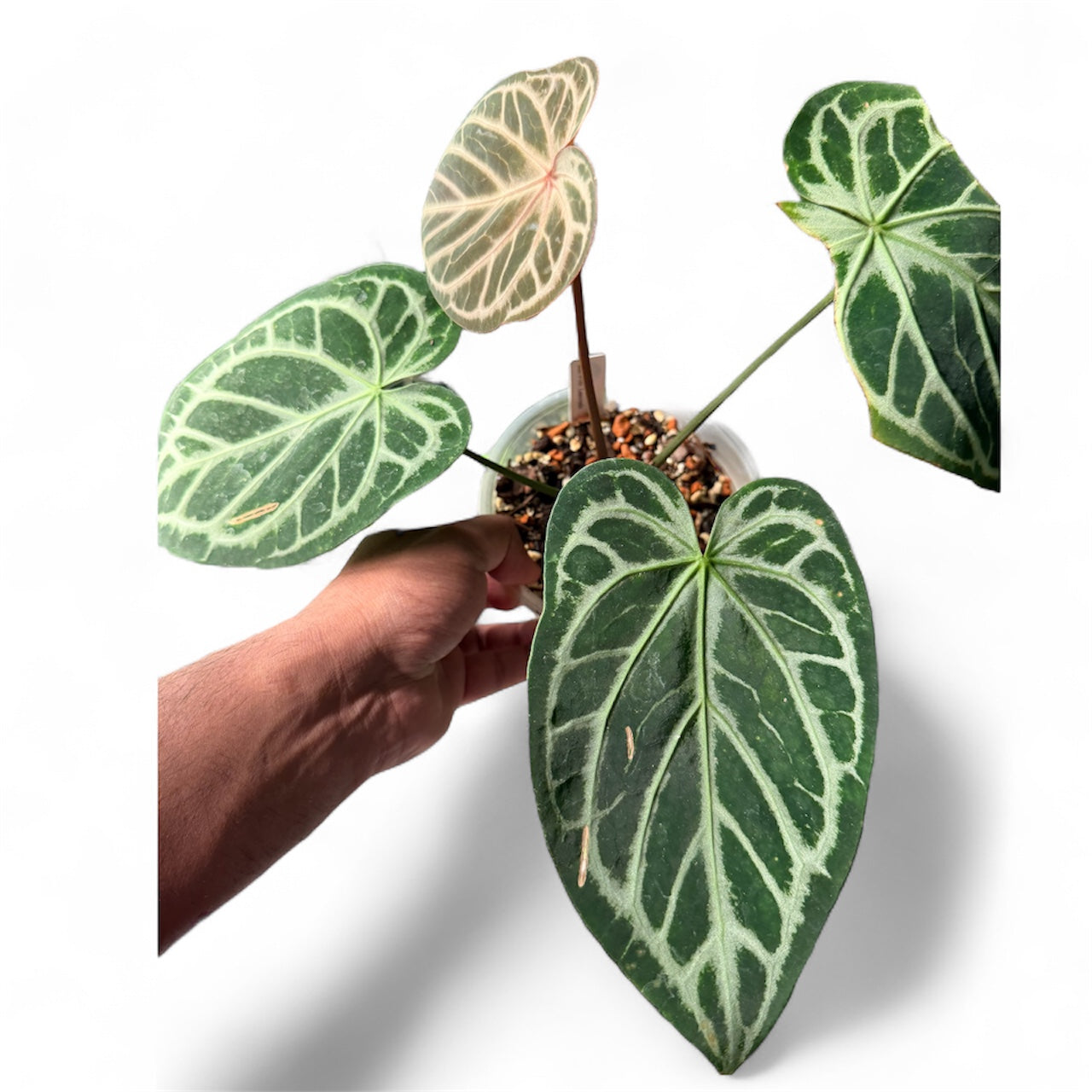 Anthurium Red Hope × Pink Lemonade