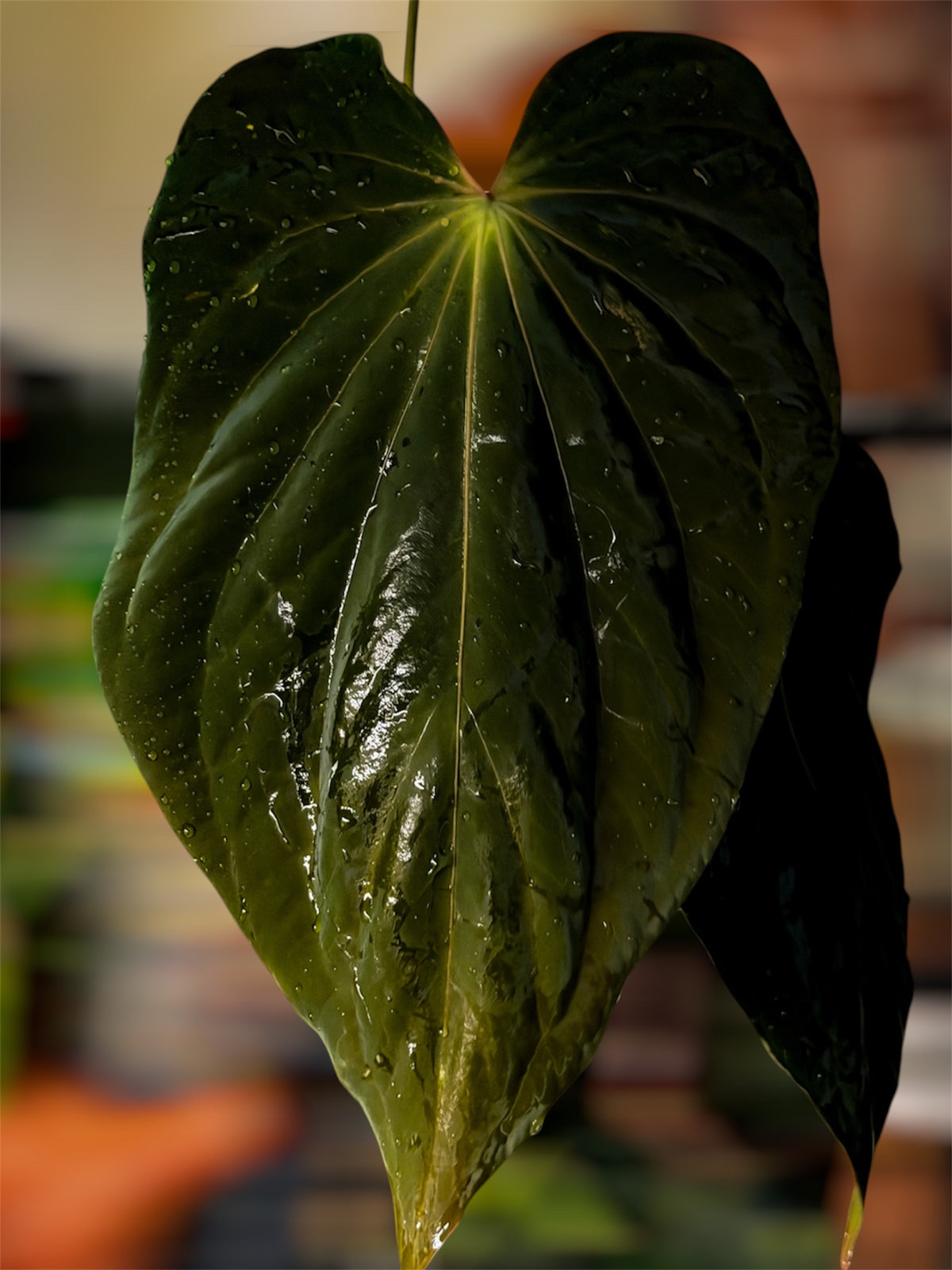 Anthurium Antolakii / BVEP (RF1 x DS) x (RF x Felix)