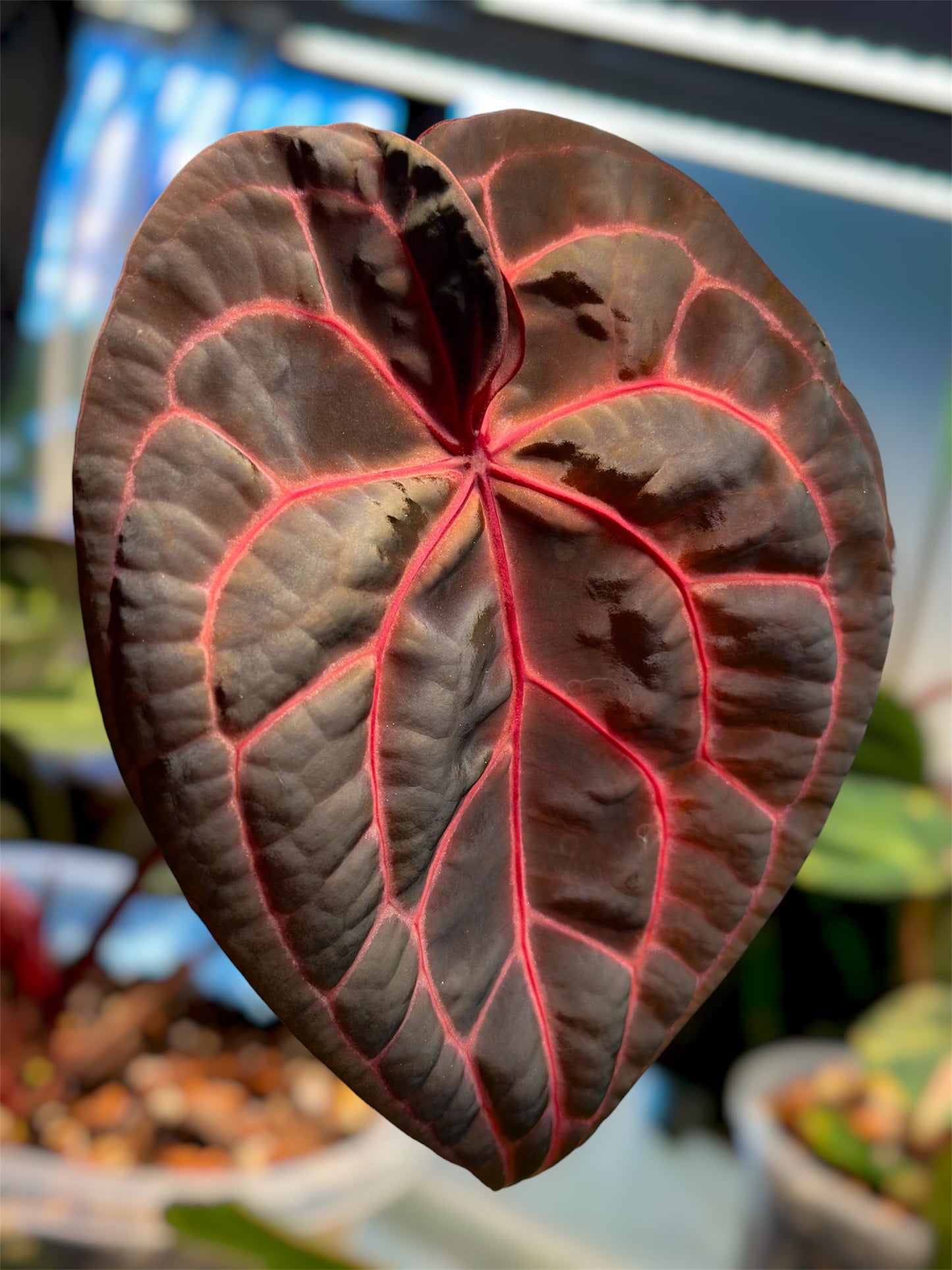 Anthurium Mem. Tim Anderson x Èclat Rouge