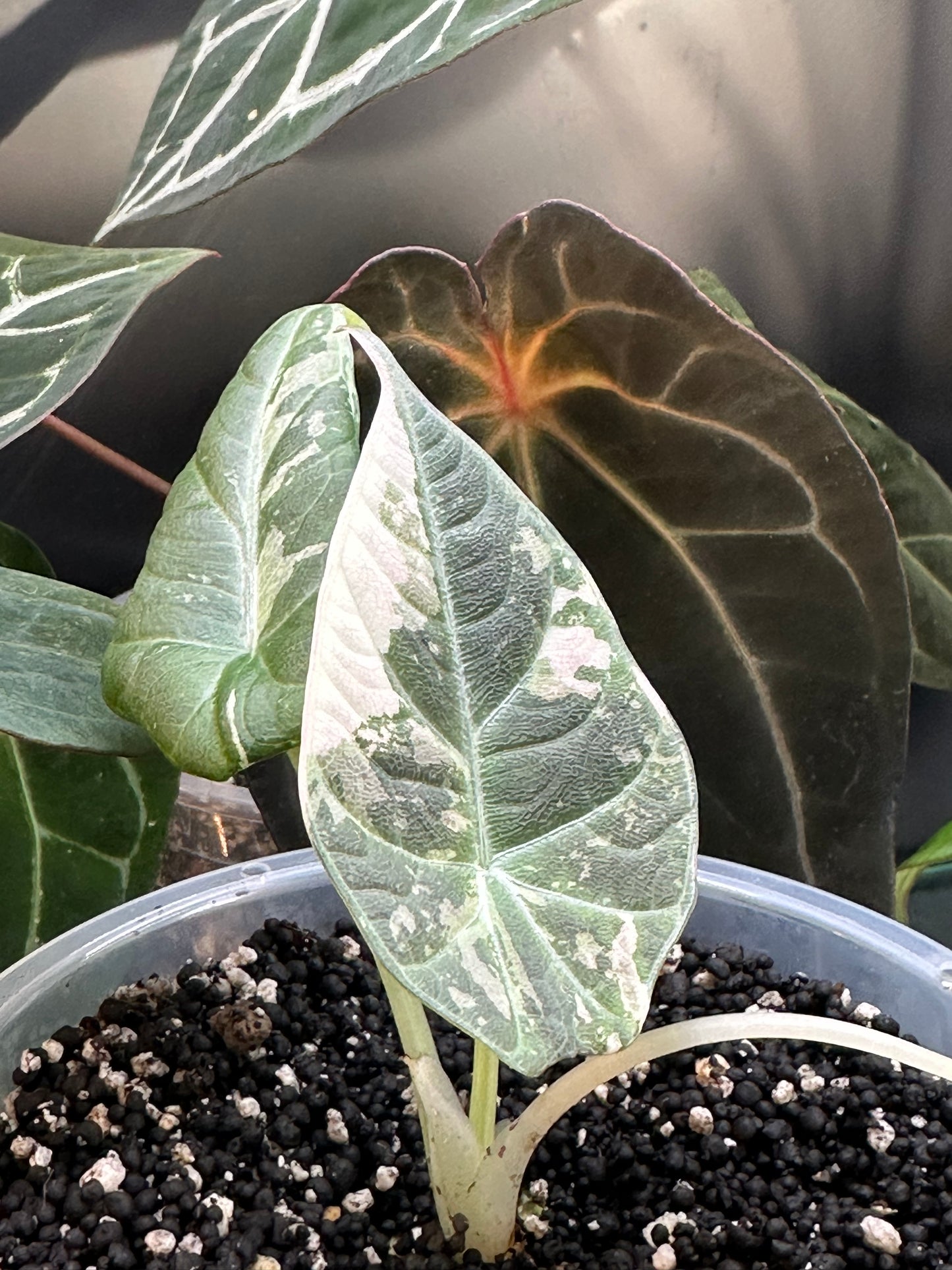 Alocasia Maharani Variegated - Award Winning Lineage