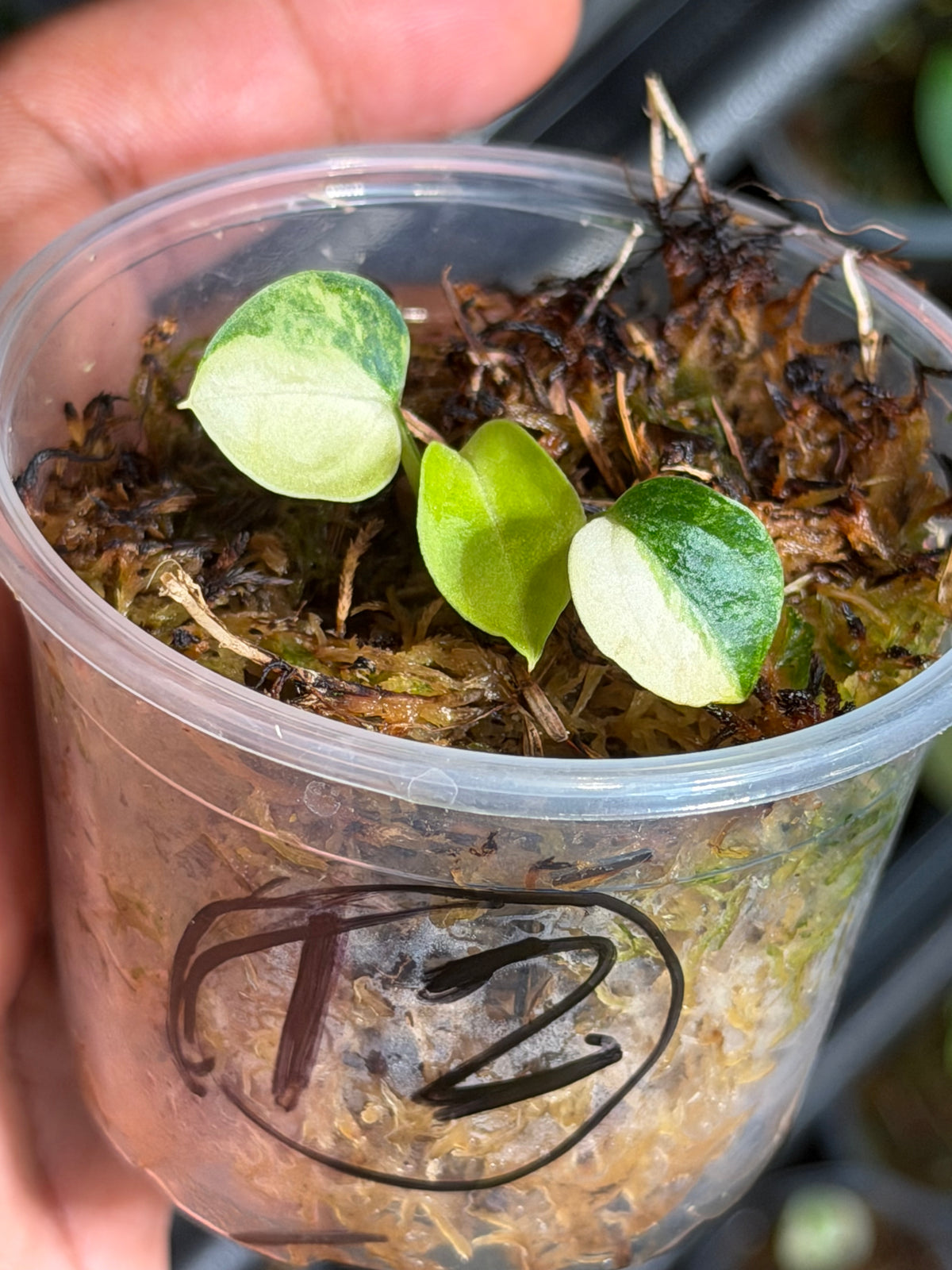 Anthurium (Dressleri x Pap Var) x Carlablackiae RA10 S1 - Select Variegated Seedlings