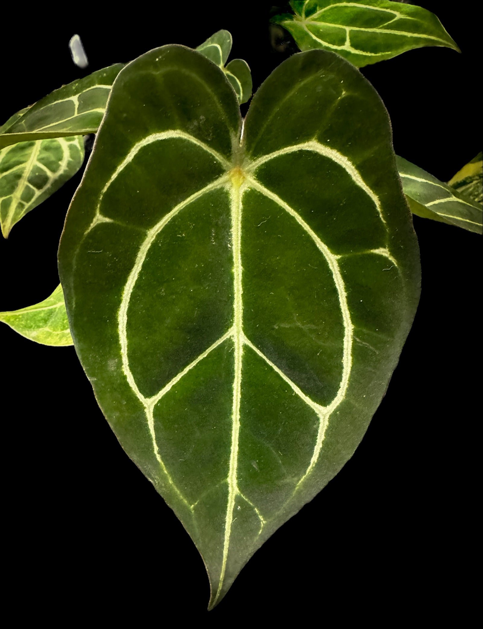 anthurium forgetti Anthurium Forgetii DF x Carlablackiae – HappiestPlants