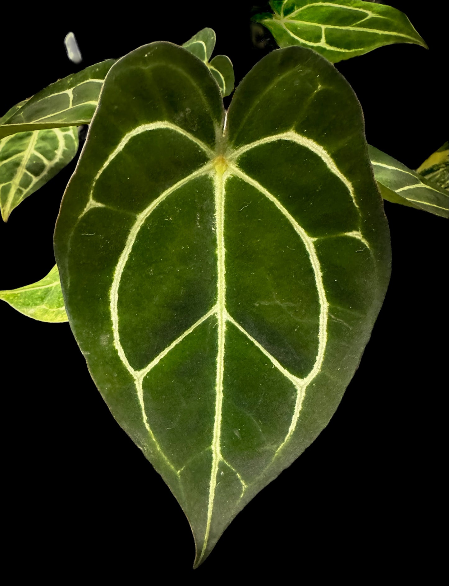 Anthurium Forgetii DF x Carlablackiae