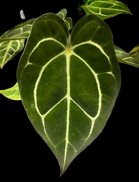 A. forgetii Aus var. × A. carlablackiae② Anthurium forgetii 'Australia' var. × 'Carlablackiae' – Secret Foliage