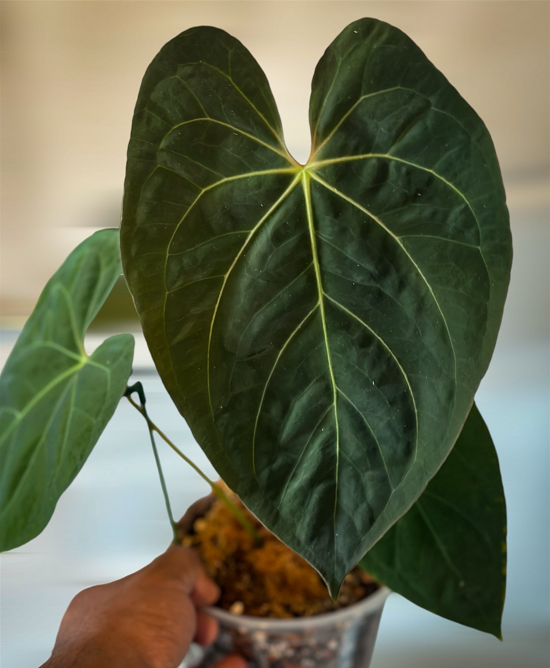 anthurium plants for sale in trinidad Exotic Plant Anthurium Goliath for Sale – HappiestPlants