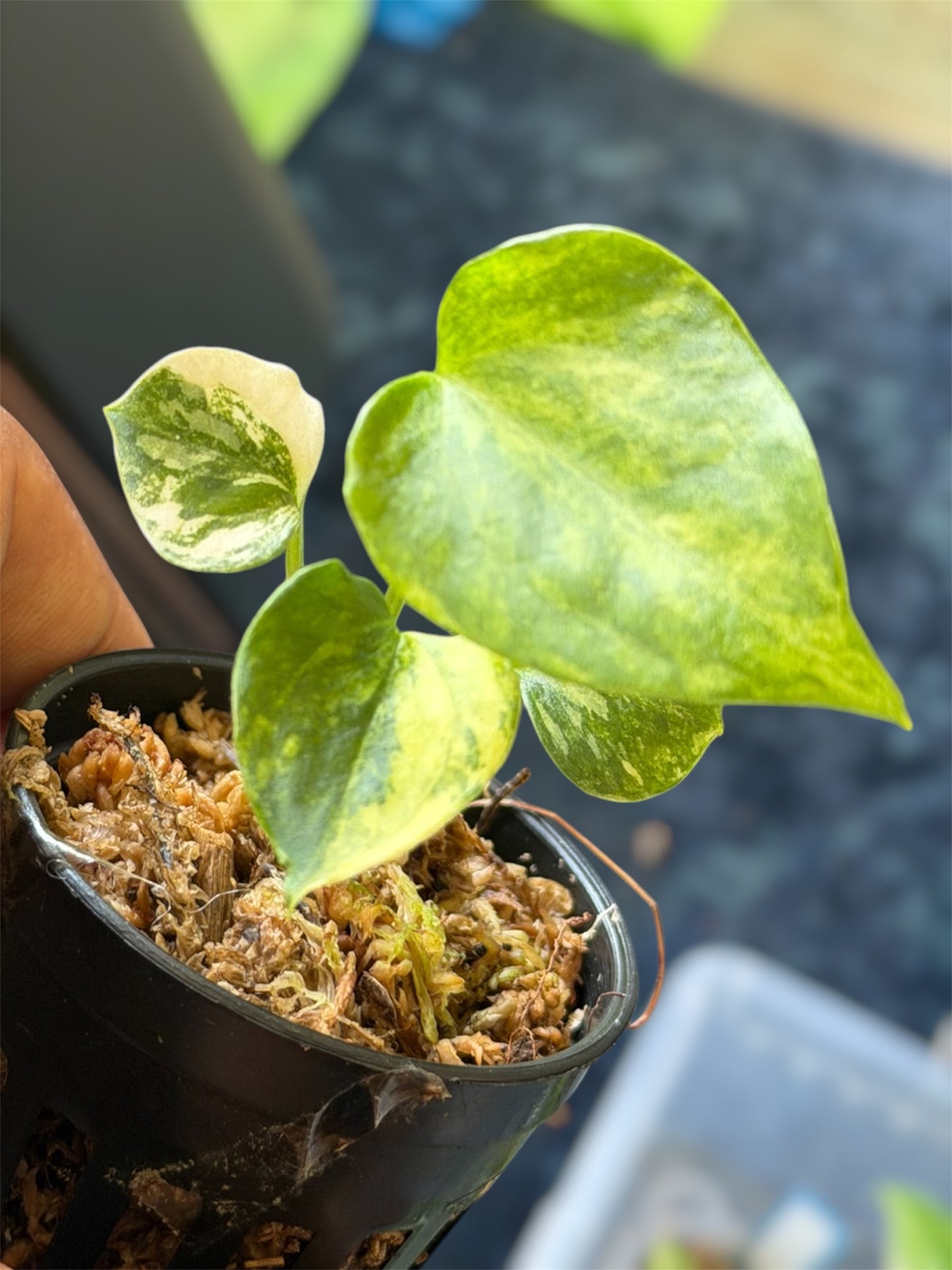 Anthurium Forgetii Variegated x RVDP Mint Var