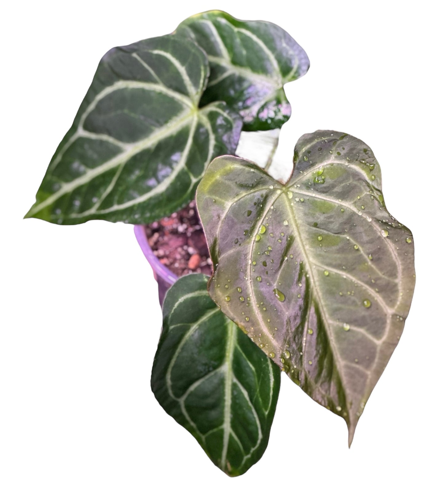 Anthurium SANS ID