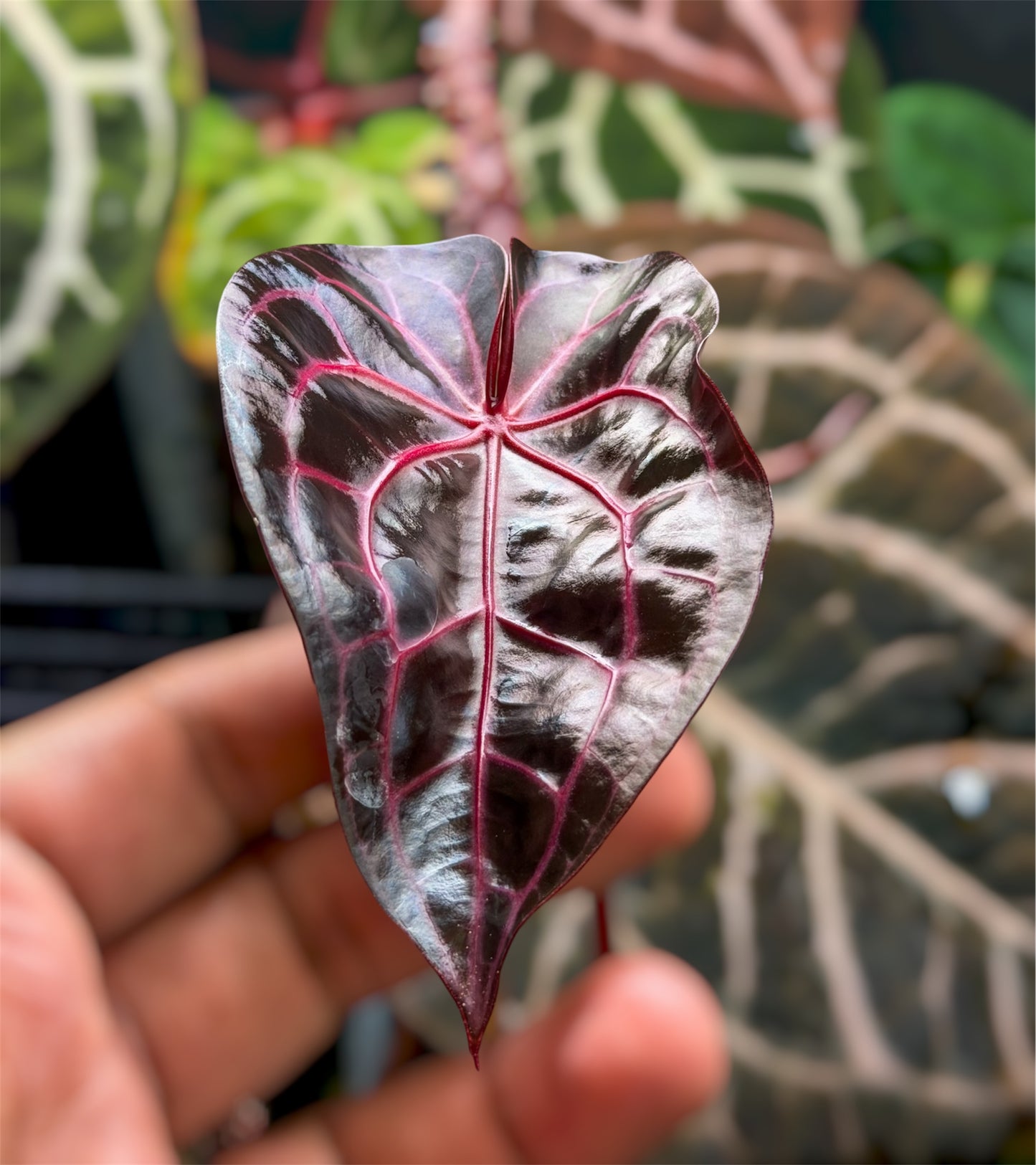 Anthurium Mem. Tim Anderson x Èclat Rouge