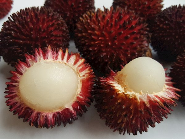 Pulasan Fruit Live Plants in uk