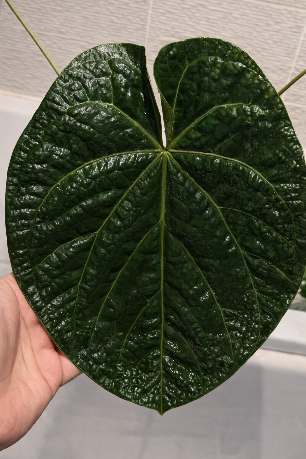 Anthurium AOSx X Carlablackiae