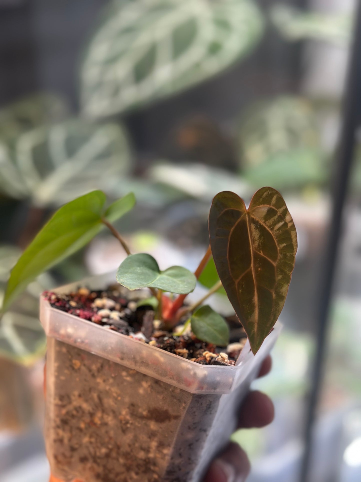 Anthurium Dressleri (NSE) x Carlablackiae AU1