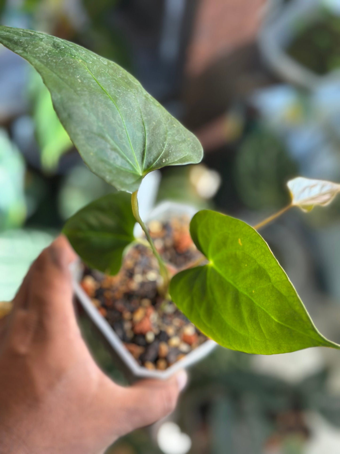 Anthurium Portillae S1 (NSE)