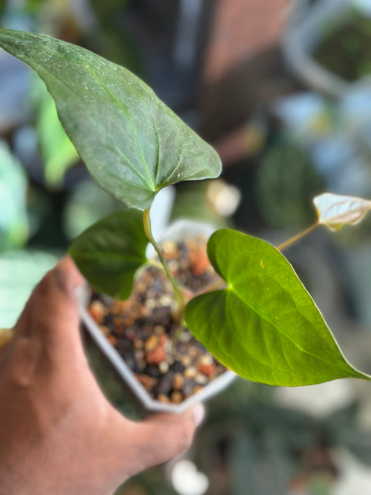 Anthurium Portillae S1 (NSE)