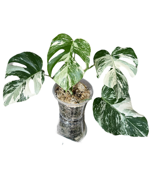 Monstera Albo Variegata Plant