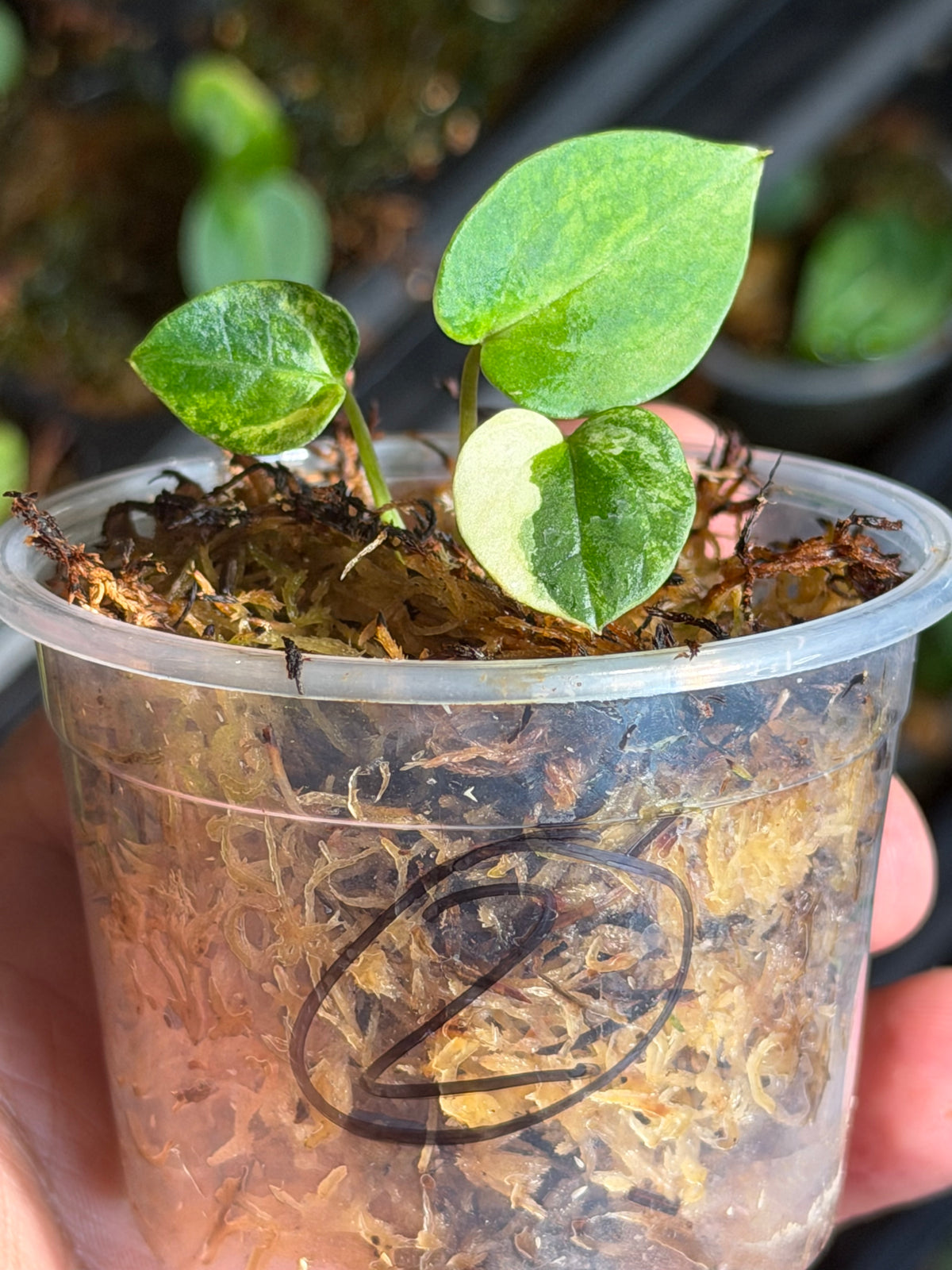 Anthurium (Dressleri x Pap Var) x Carlablackiae RA10 S1 - Select Variegated Seedlings