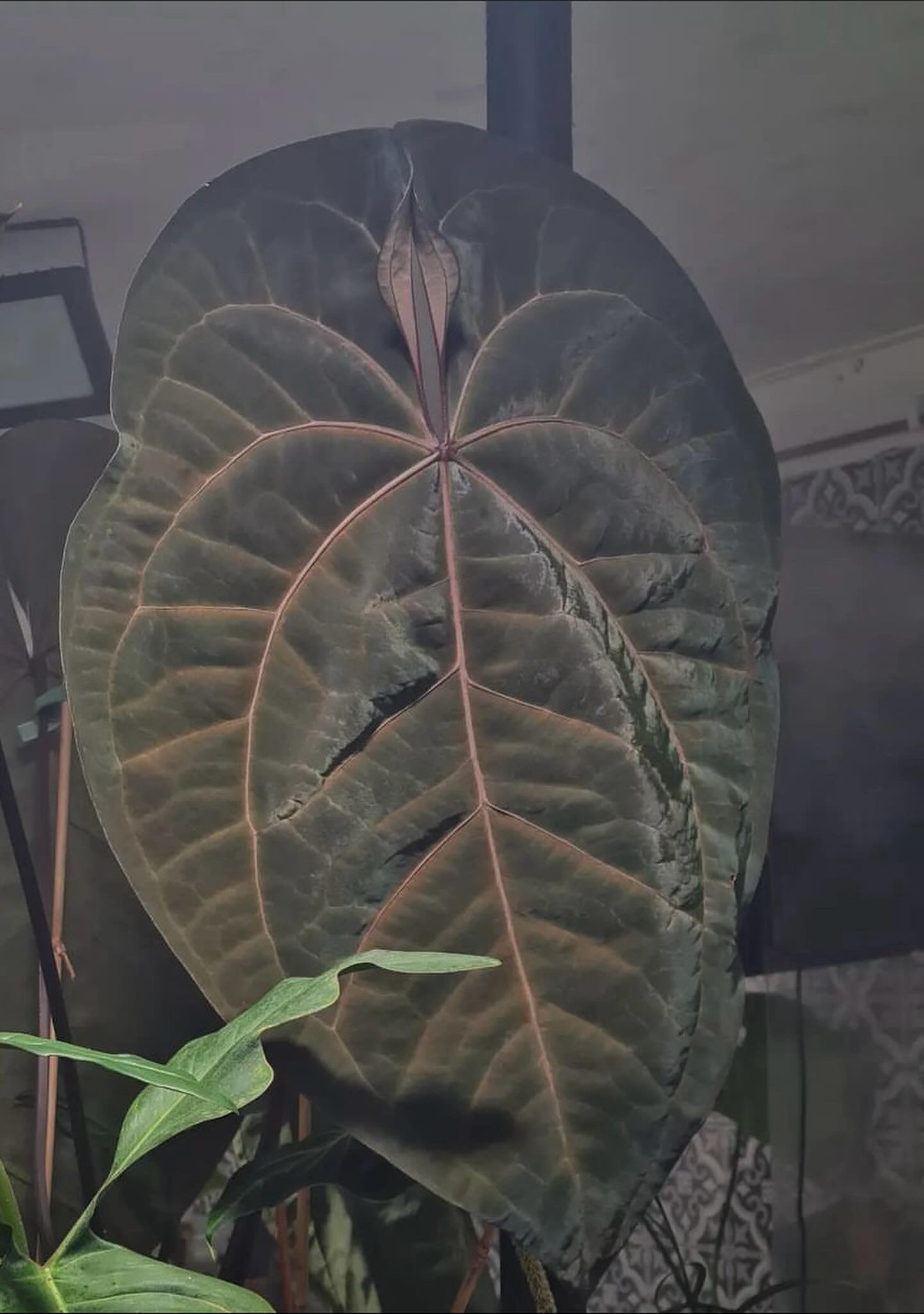 anthurium black marie Anthurium AOS (SKG DF) x Papillilaminum Marie – HappiestPlants