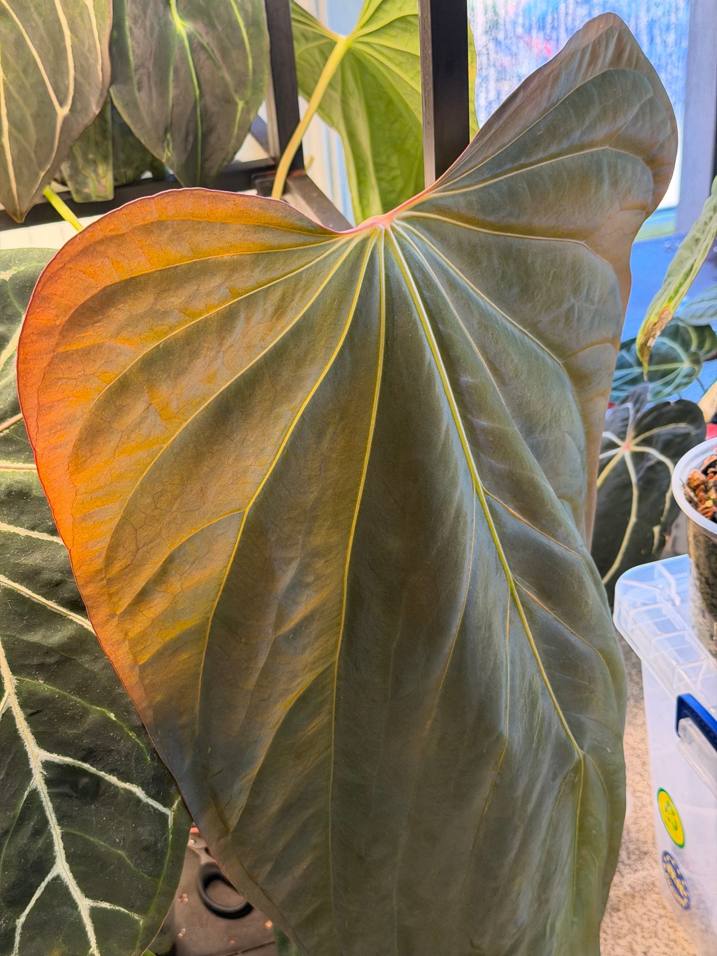 Anthurium Purple Amethyst x (Carlablackiae x BVEP)