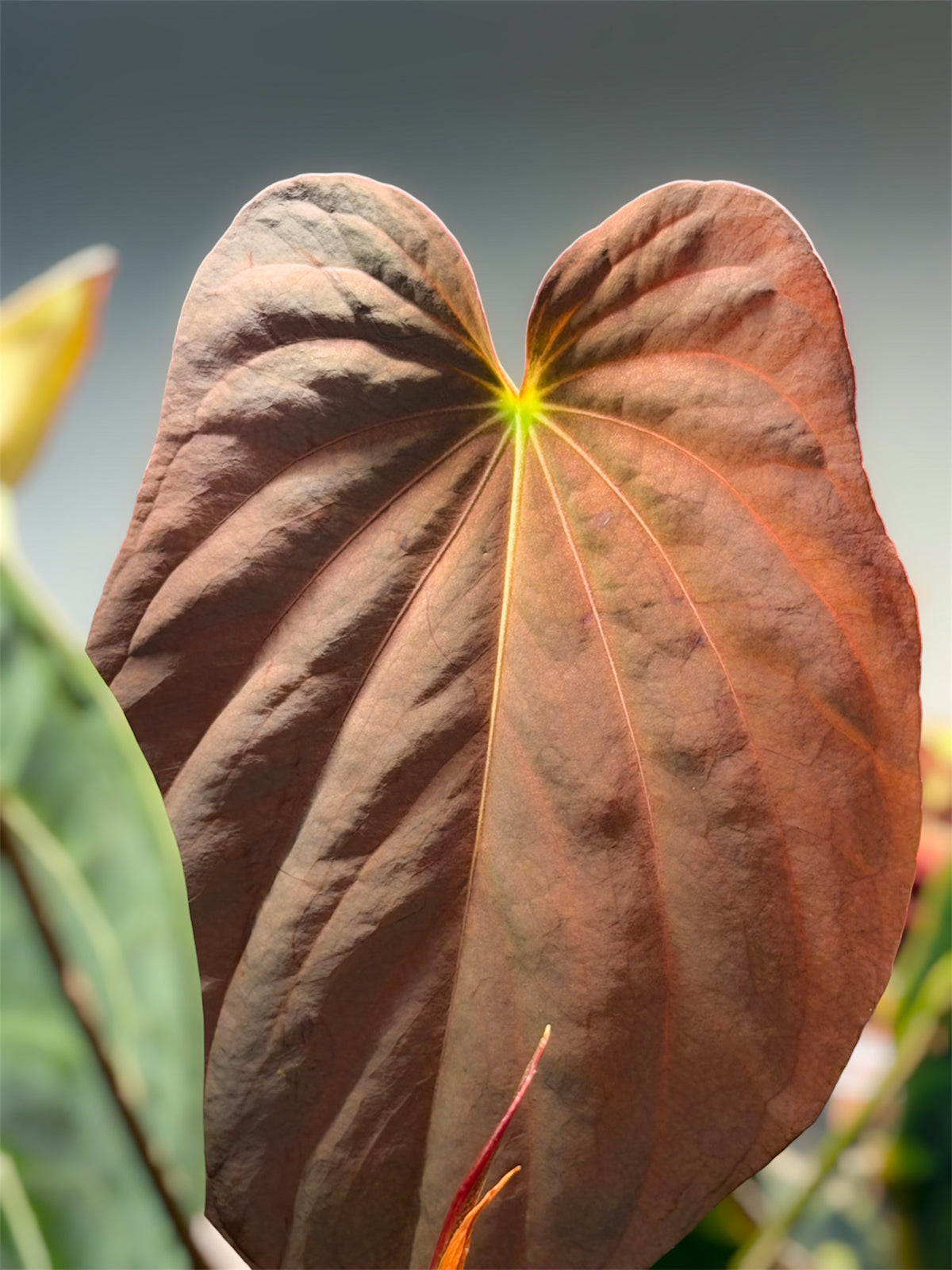 Anthurium Antolakii / BVEP (RF1 x DS) x (RF x Felix)