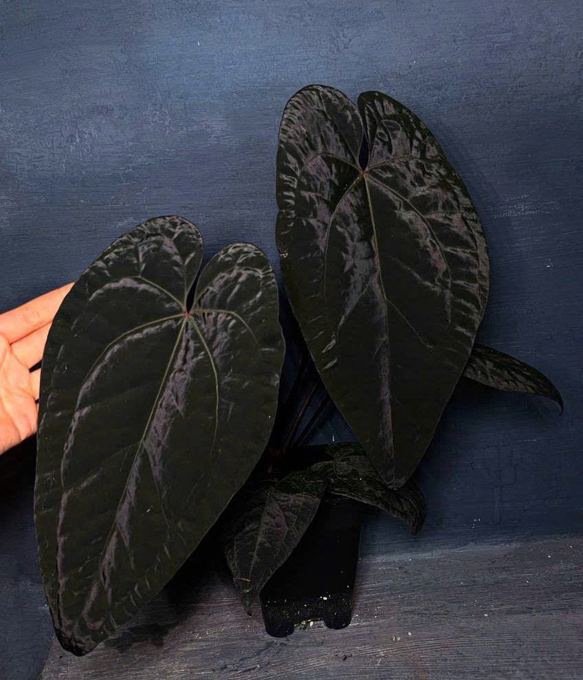 Anthurium Legacy of Spades – Original Clone