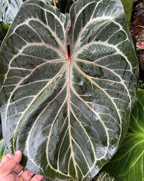 Anthurium King of Spades アンスリウム 👑♠️Anthurium 'King of Spades' 【HU】♠️👑 #aroid #Anthurium