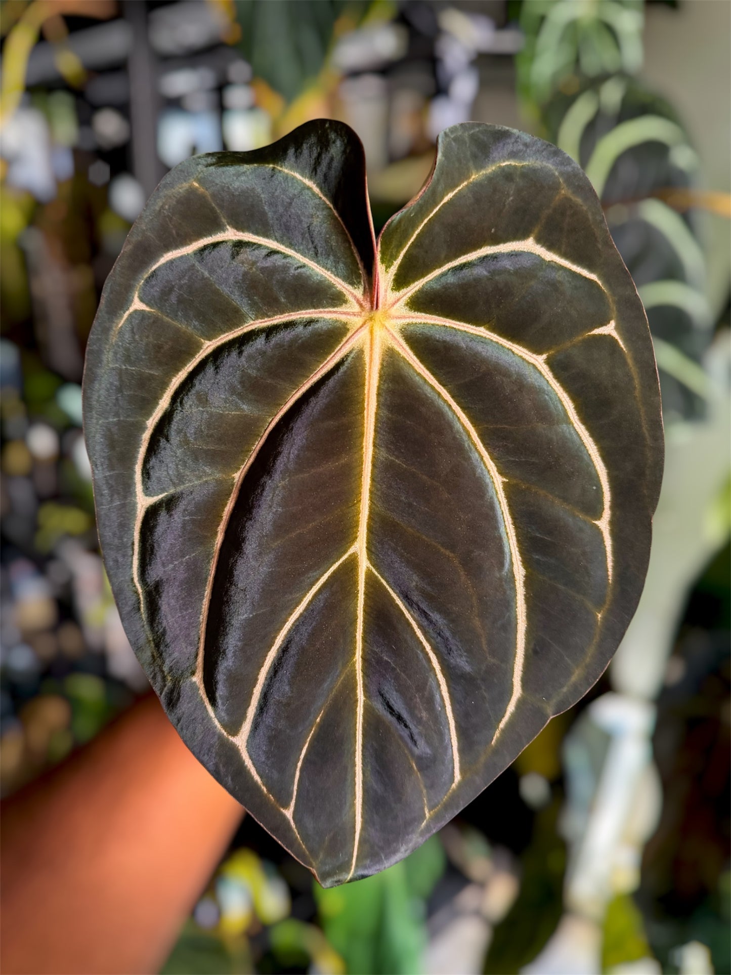 Anthurium Carlablackiae (District x RA8) x (Pap Ree Gardens x BVEP)