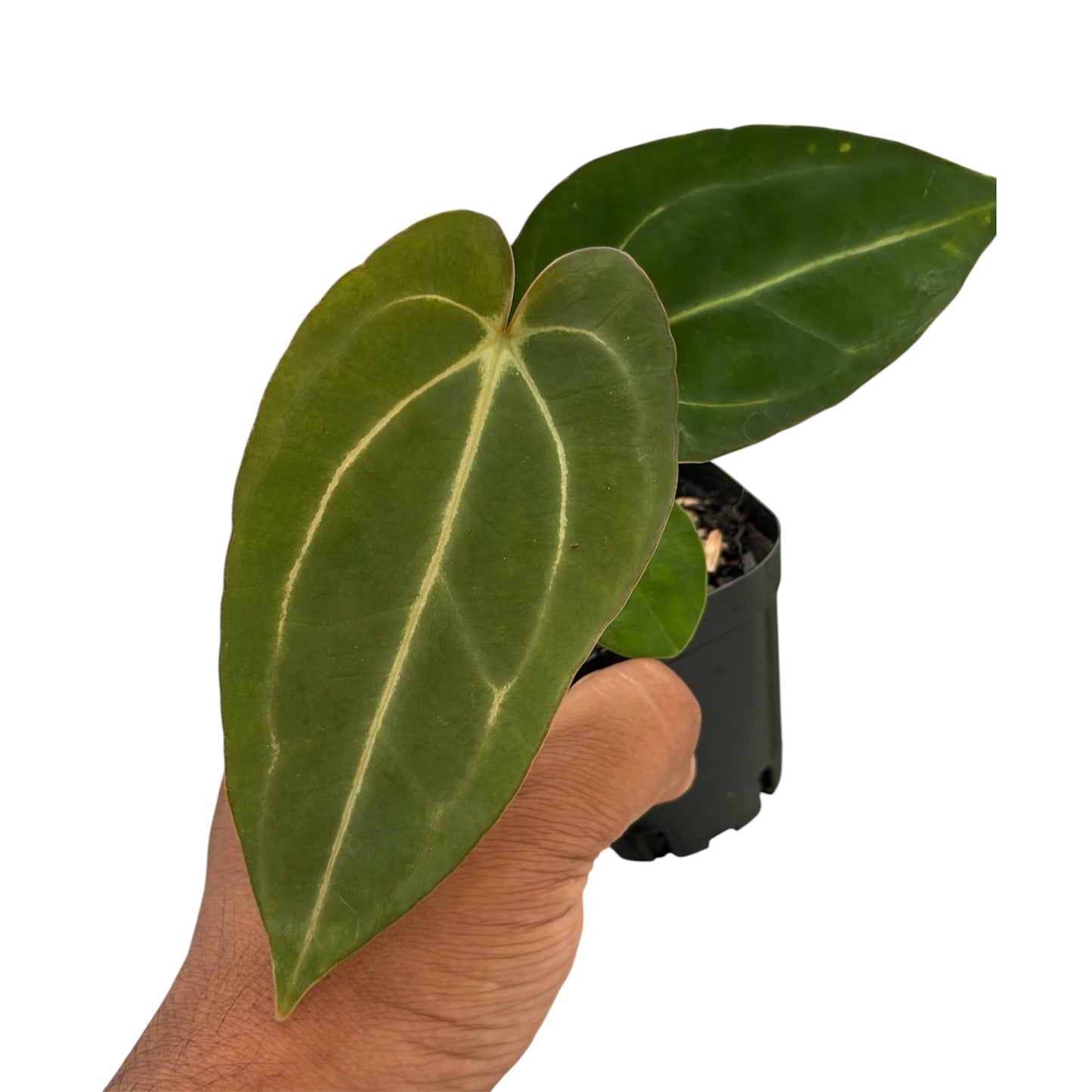 Anthurium Carlablackiae (Round x GPH-001) x (BVEP x Carlablackiae)
