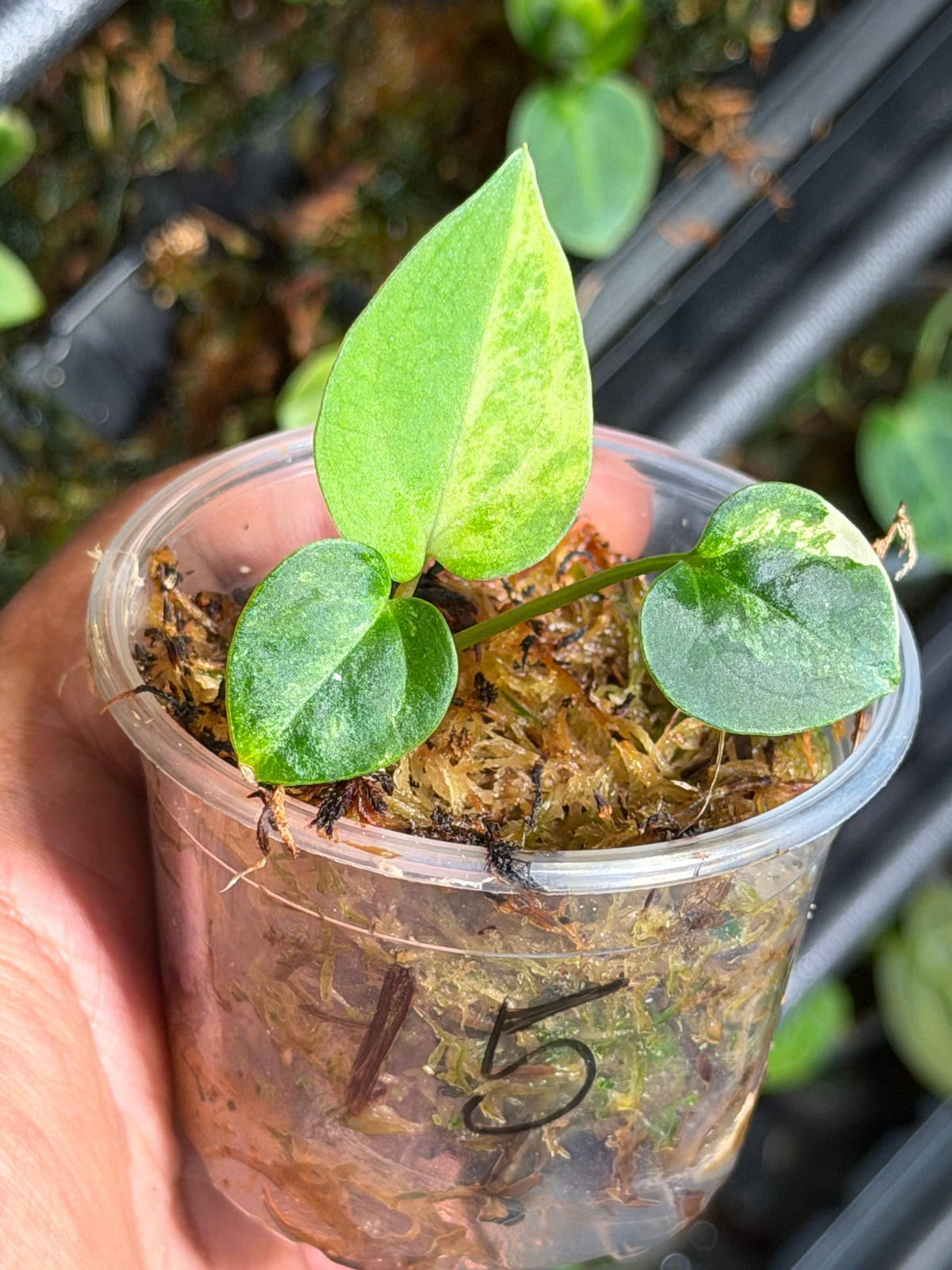 Anthurium (Dressleri x Pap Var) x Carlablackiae RA10 S1 - Select Variegated Seedlings