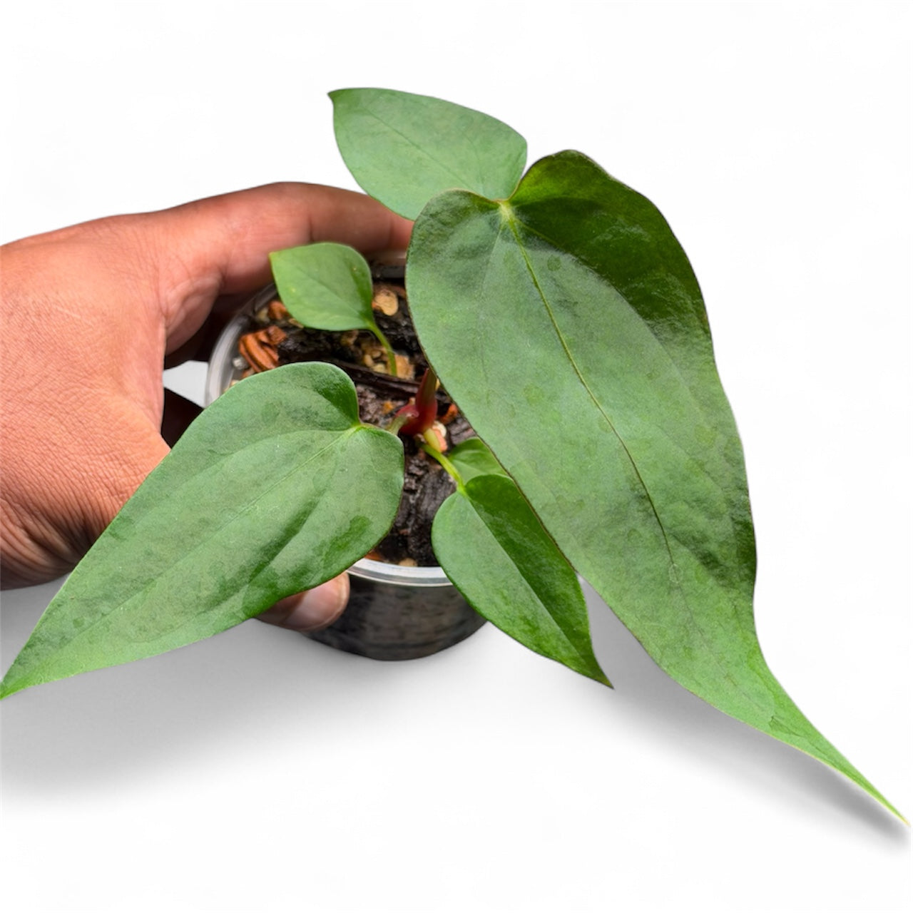 Anthurium Portillae (NSE) x Sp Nov DF