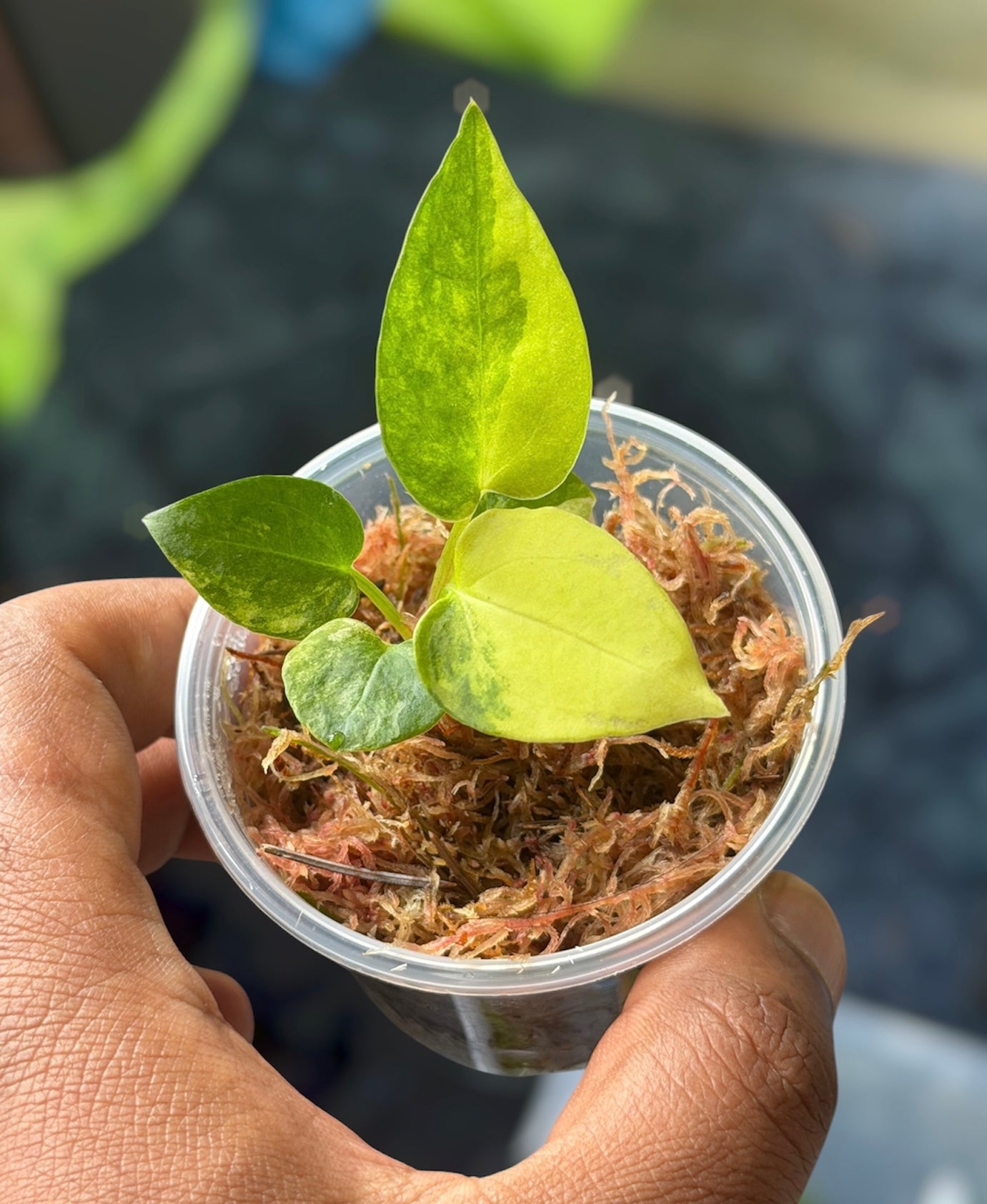 Anthurium Pap Var x Black Widow (13 x 43)
