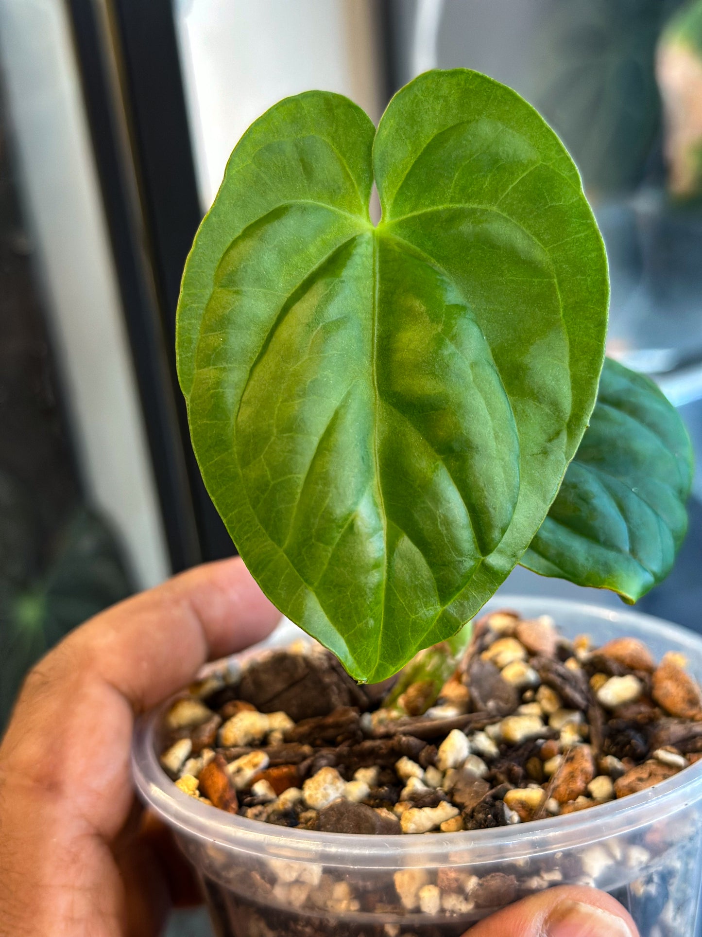 anthurium velvet Anthurium Velvet Nuts – Original Offset – HappiestPlants