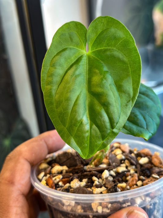 Anthurium Velvet Nuts – Original Offset