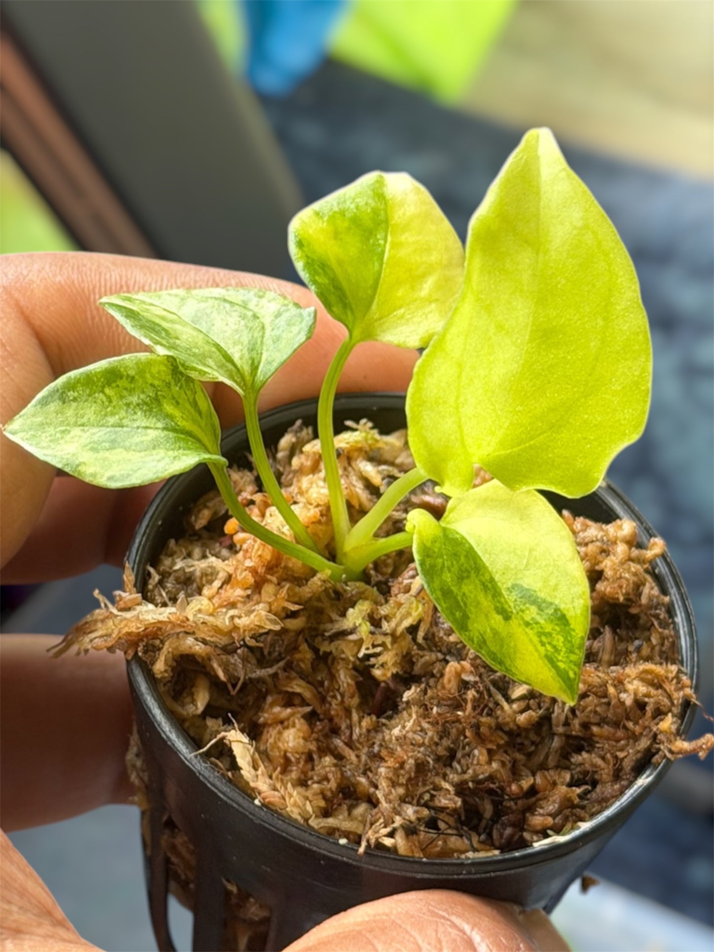 Anthurium Forgetii Var x Carlablackiae