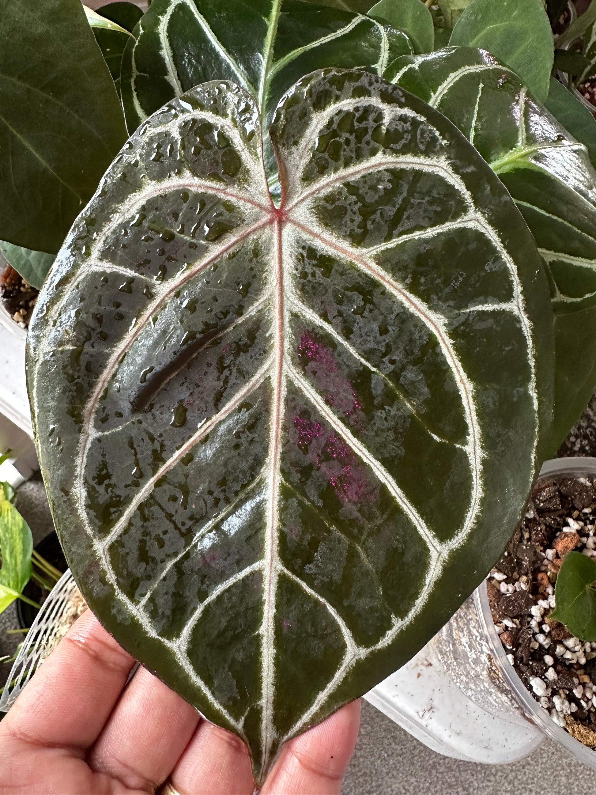 anthurium andraeanum red king Anthurium King of Spades Regal Beauty
