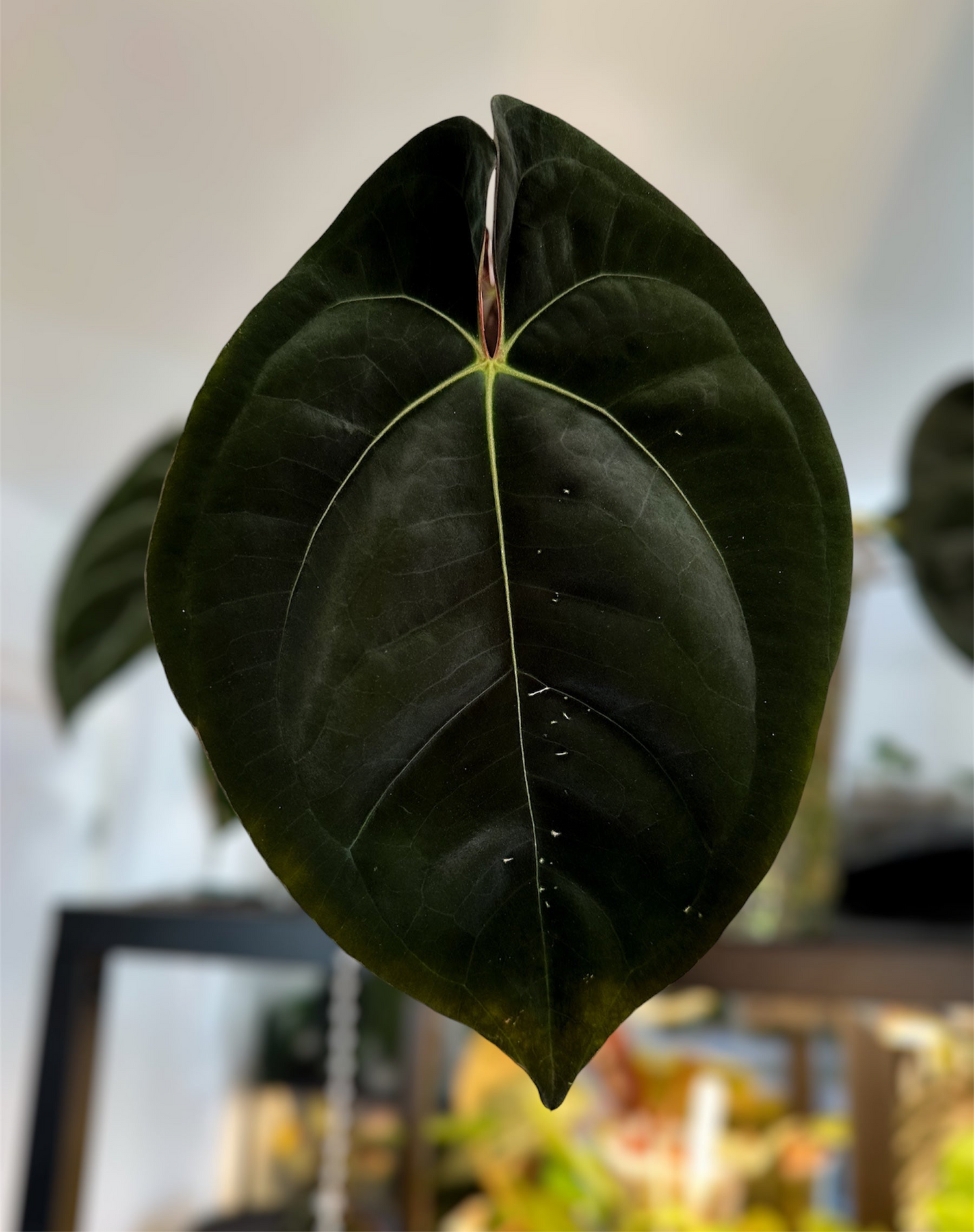 Anthurium (AOS x Dressleri) x (Carla x BVEP)