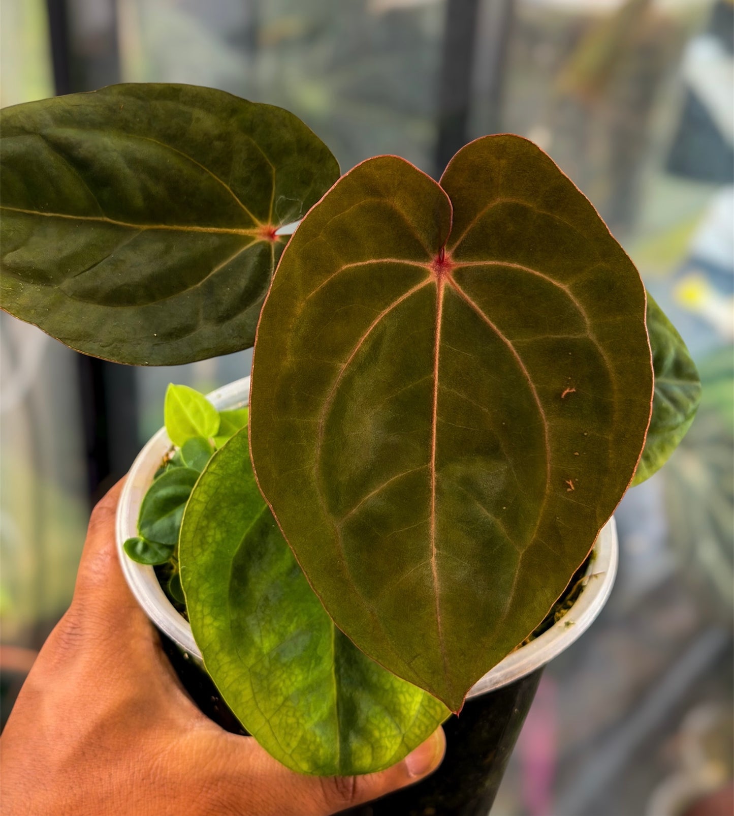 Anthurium Bloodmoon - Clone