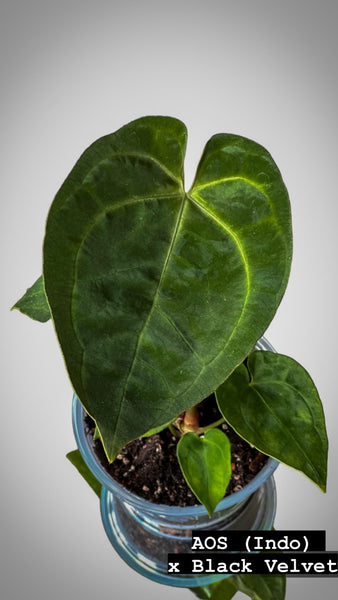 Anthurium Ace of Spades (Aos) X Black Velvet | HappiestPlantsbyAMJ