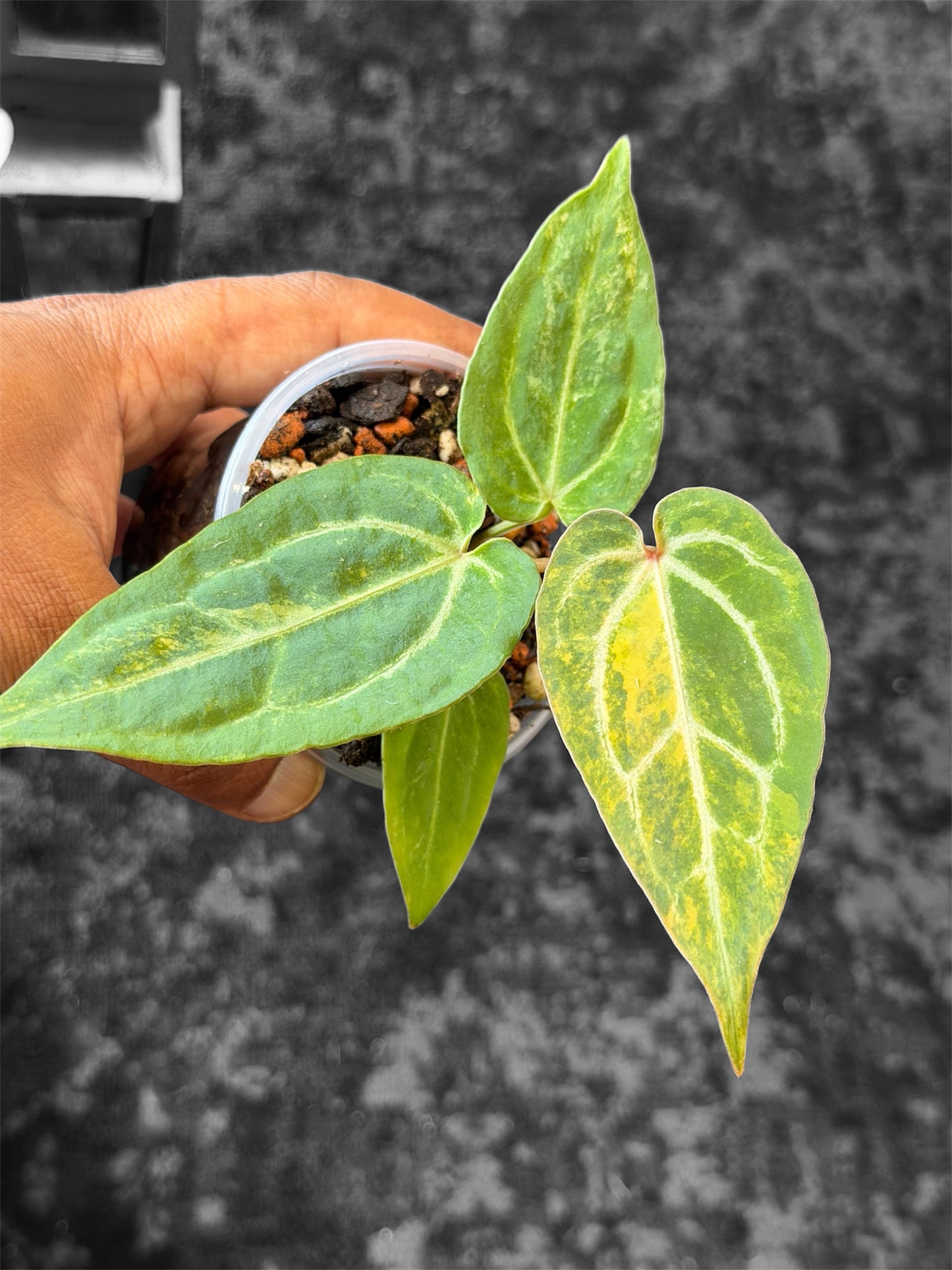 Anthurium Pap Var x Michelle Var - Selected Seedlings