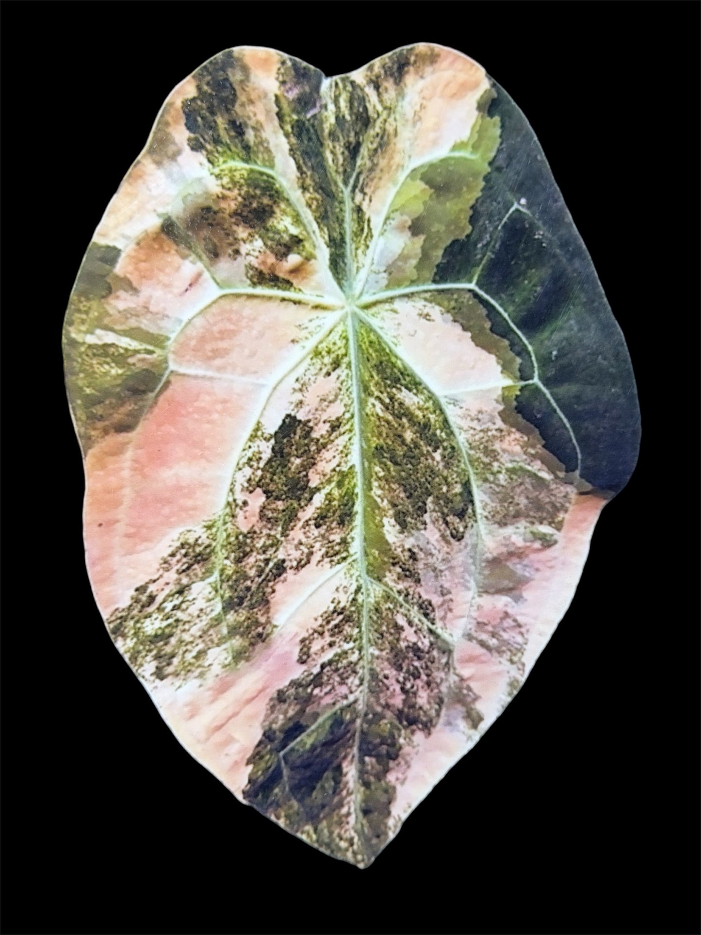 Anthurium Forgetii Var x Carlablackiae