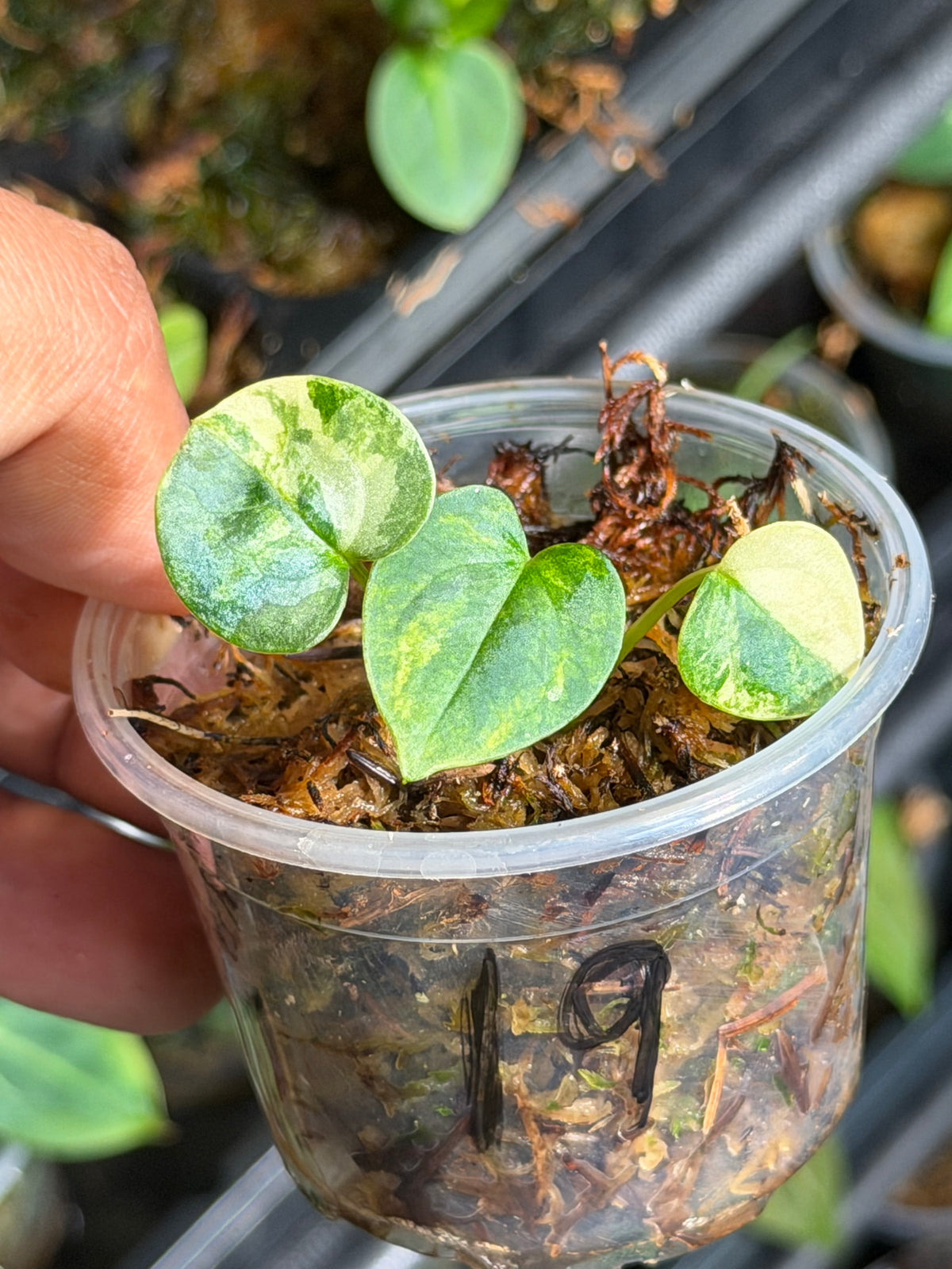 Anthurium (Dressleri x Pap Var) x Carlablackiae RA10 S1 - Select Variegated Seedlings