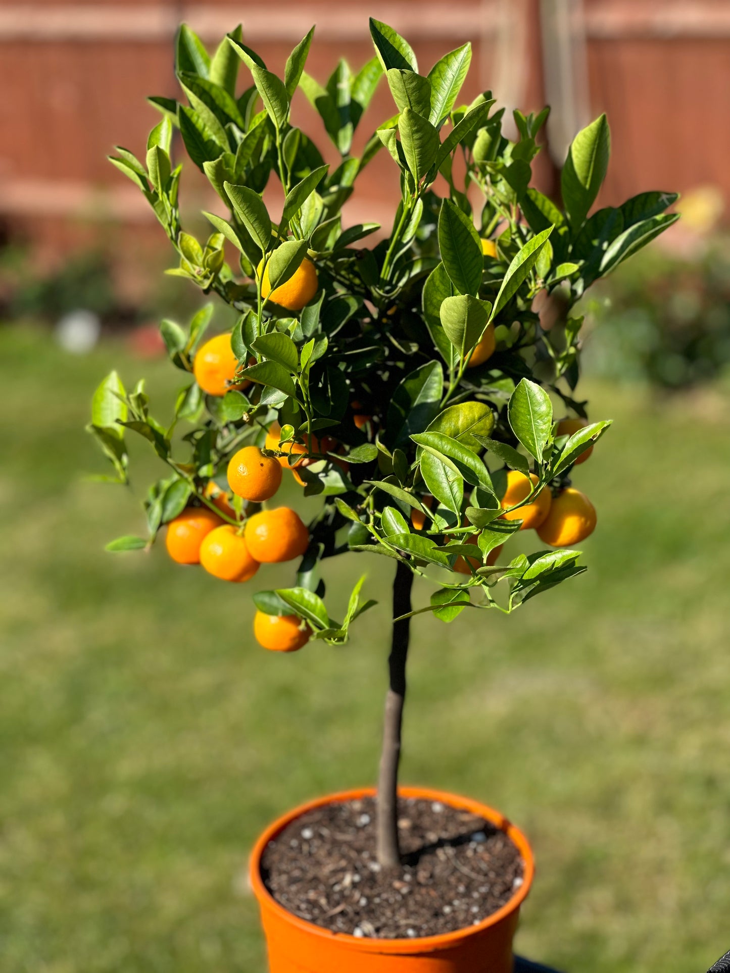 Calamansi Limette - Obstbaum - seltene Zitruspflanze 