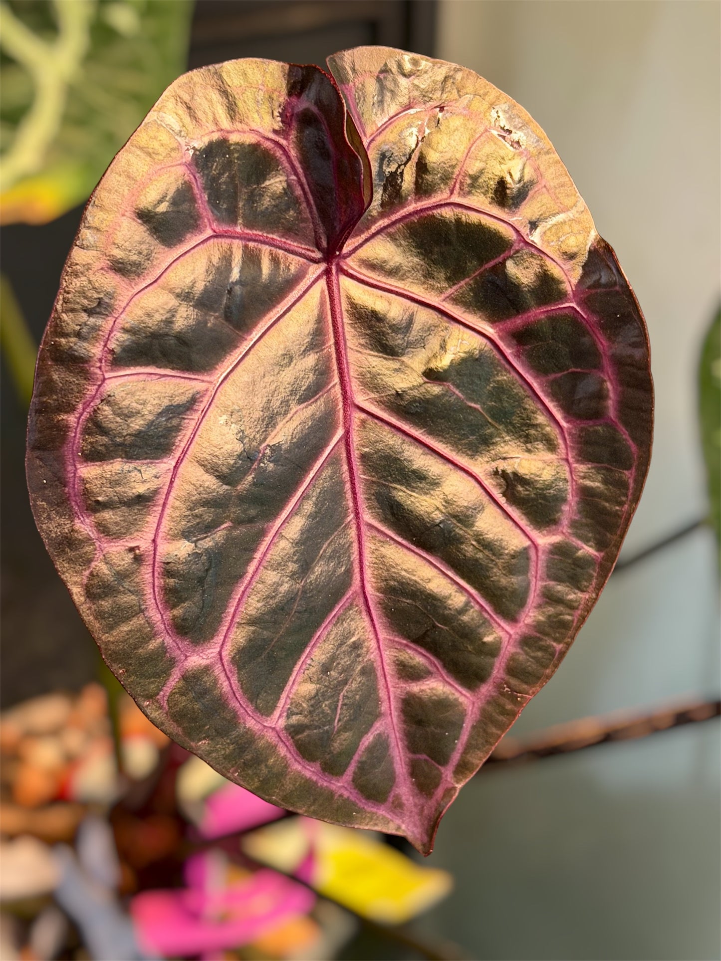 Anthurium Purple Amethyst x Carlablackiae (OG1 x OG2)