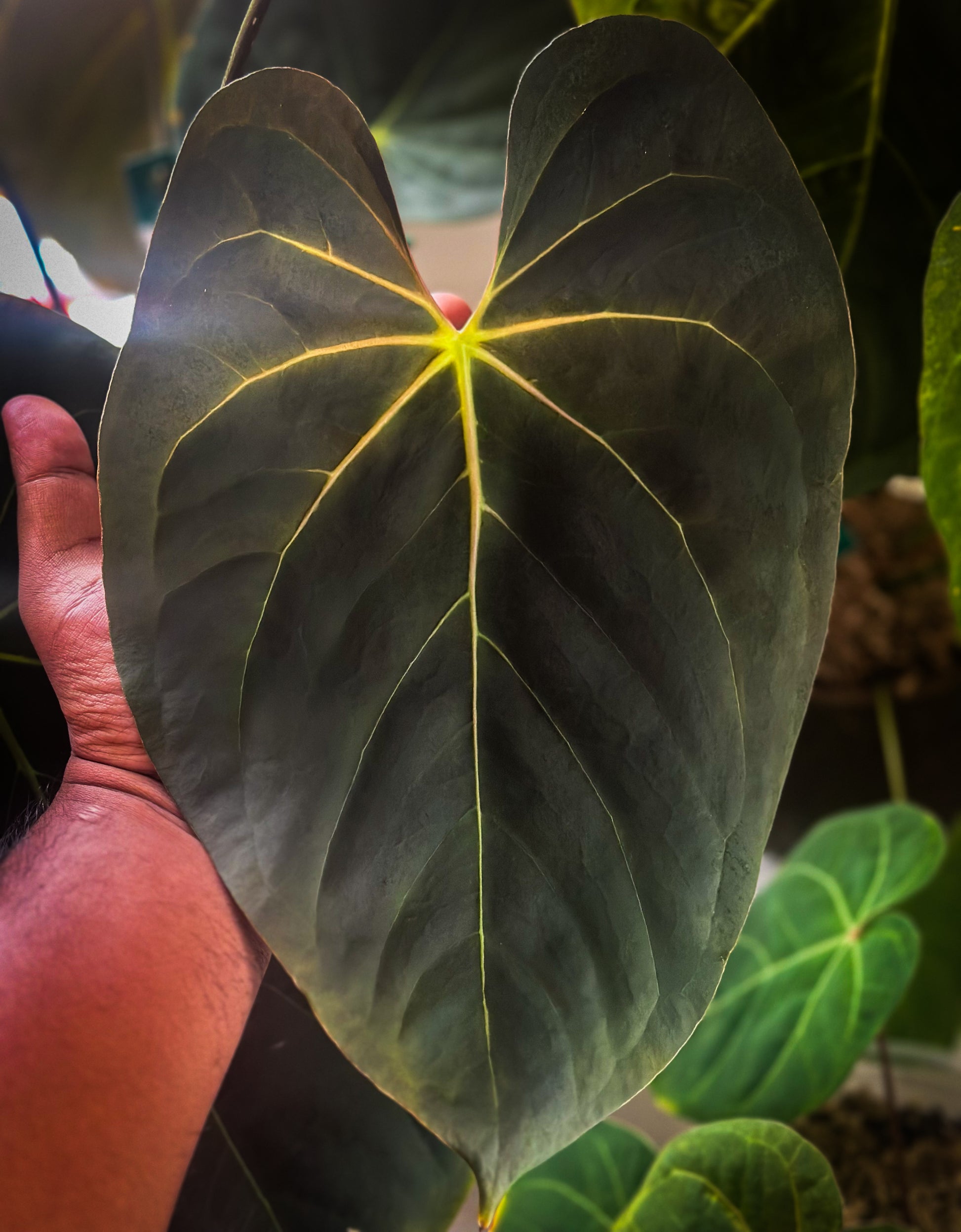 anthurium forgetti for sale Anthurium Forgetii DF x Anthurium Goliath – HappiestPlants
