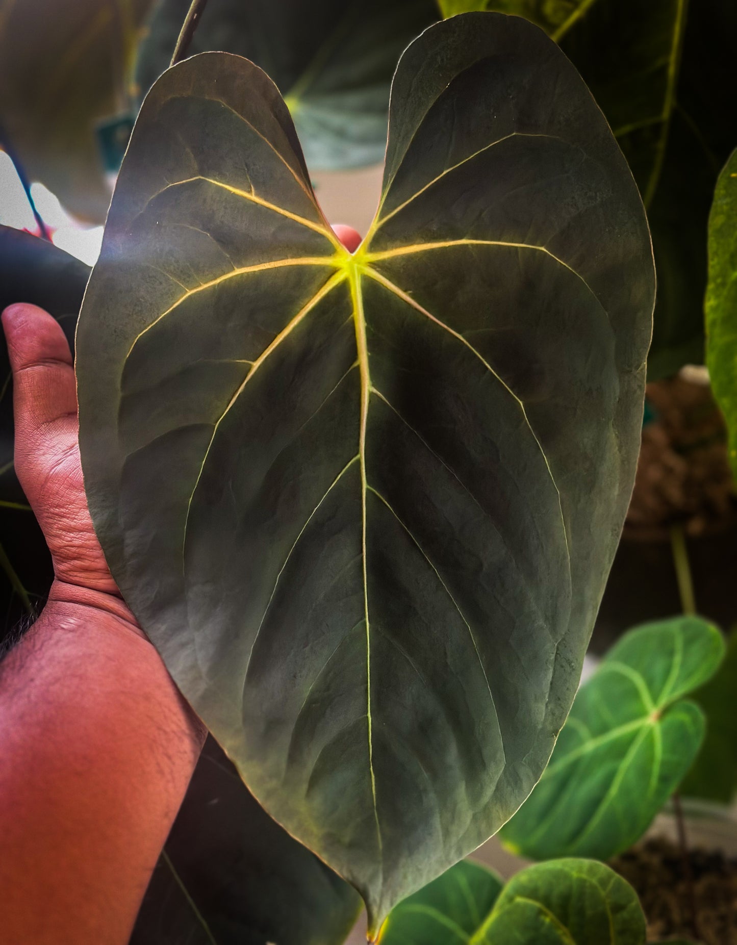 Anthurium Forgetii DF x Anthurium Goliath