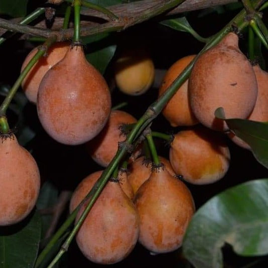 Garcinia Humilis