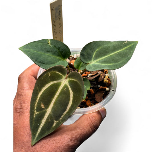 Carlablackiae OG4 x OG2