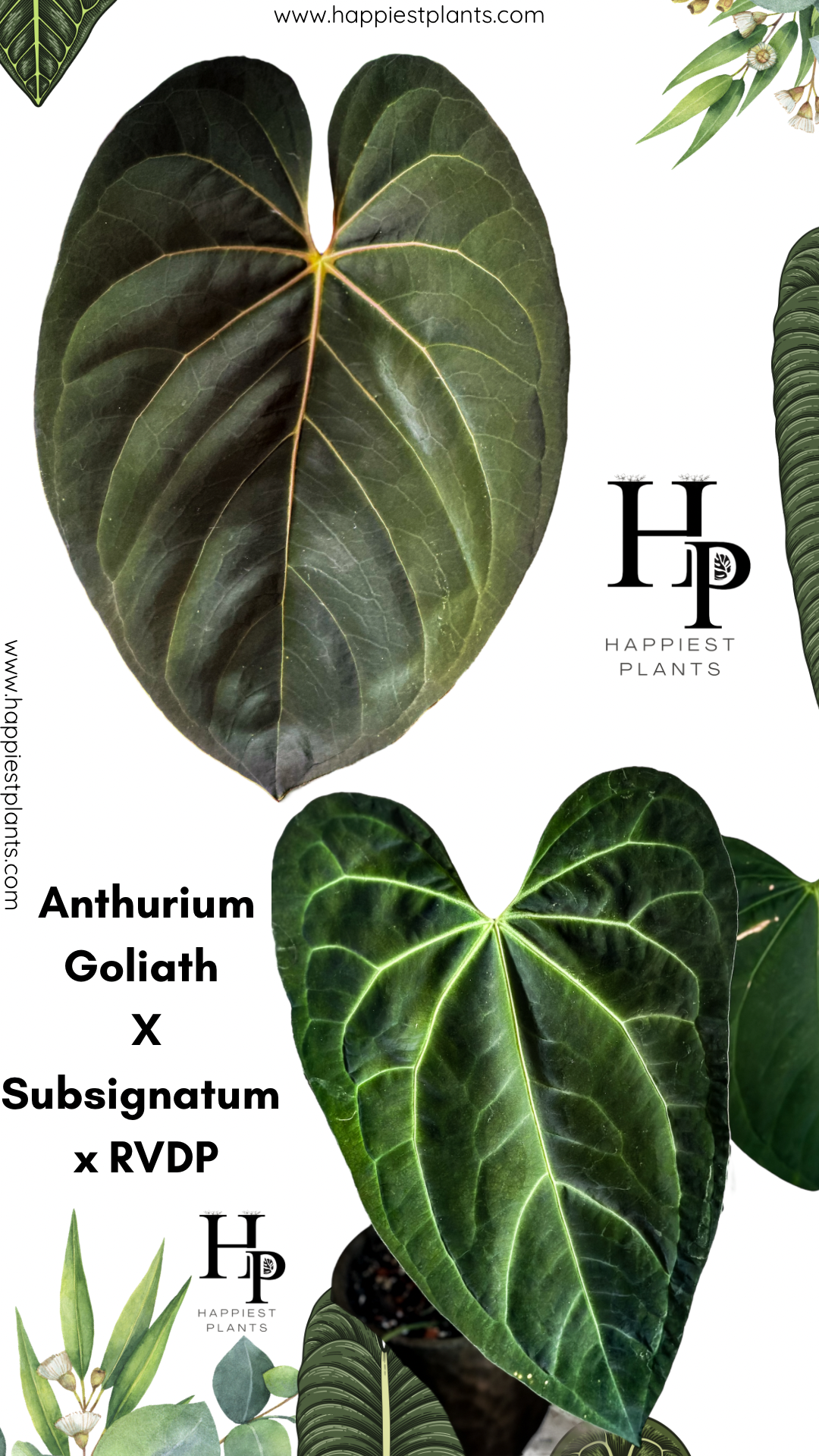 Anthurium Goliath X Subsignatum x RVDP