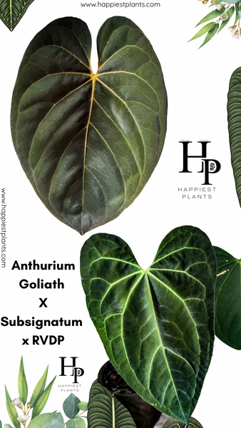 ジ*人様 Anthurium RL（JV）x “Subsignatum x FS Anthurium Goliath X Subsignatum x RVDP – HappiestPlants